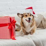 Corgi dog sitting on a white couch with a Santa hat on next to Christmas presents.