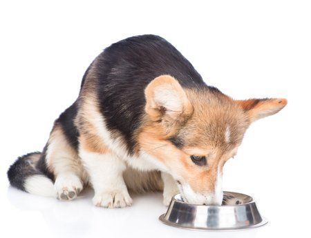 Corgi dog eating out of a dog food bowl.