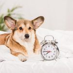 Corgi dog with an alarm clock laying on a blanket.