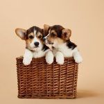 Two Corgi puppies sitting in a woven wooden basket with their paws out.