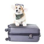 Cogi dog sitting on a suitcase with a bandana around his furry neck and glasses on it's head.