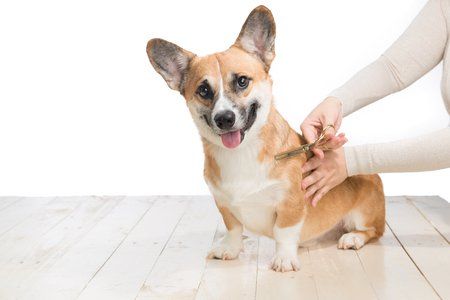 Responsible pet owners and a happy Corgi being groomed.