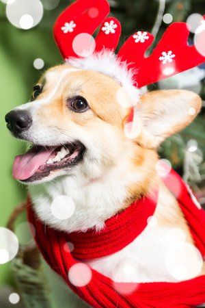 Corgi dog with a Christmas scarf and antlers on it's head.