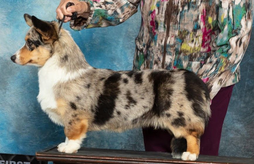 A woman is standing next to a dog that is standing on a bench.