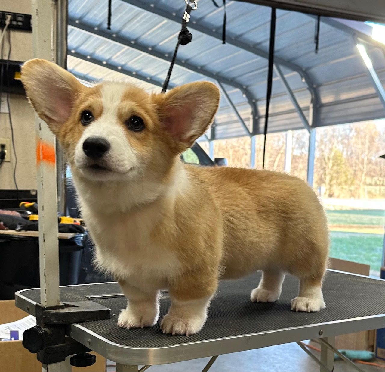 A small brown and white dog standing on a grooming table