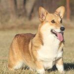 Picture of a happy fluffy Corgi dog standing in a field of grass.