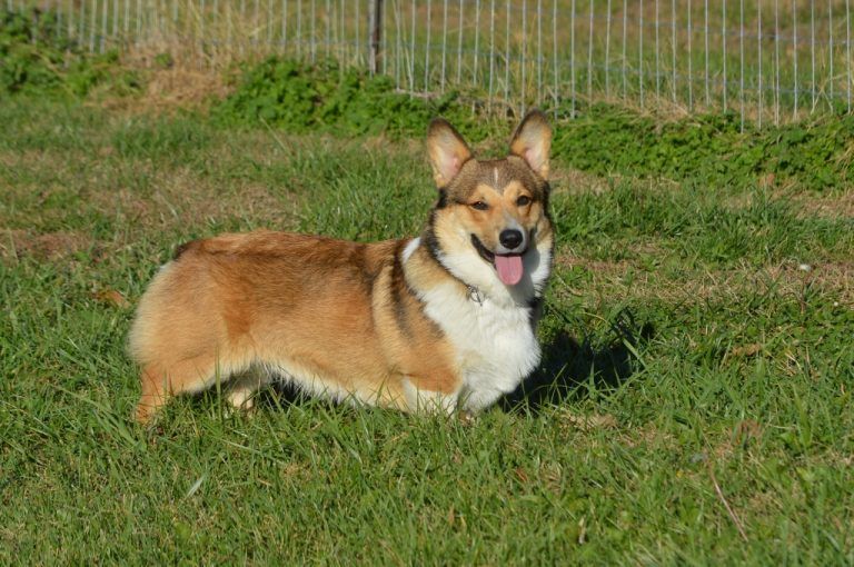 A brown and white dog is laying in the grass.