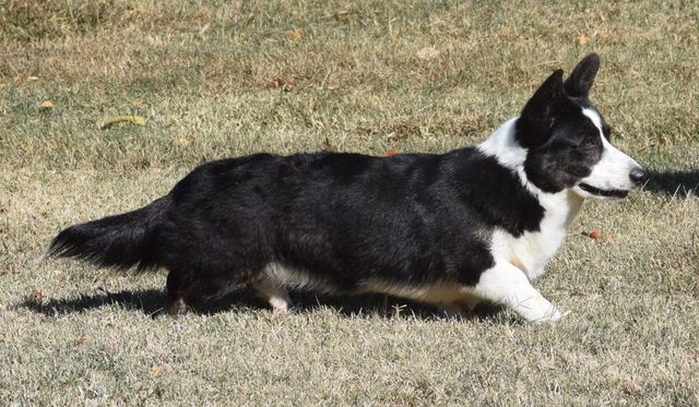 Corgi Puppies | F&M Corgis