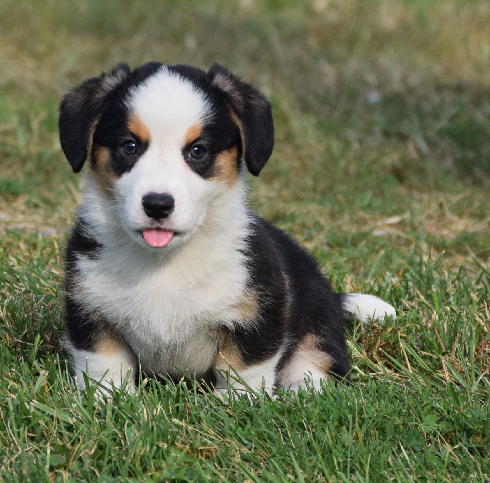 Cardigan Welsh Corgi Puppies Available at F&M Corgis