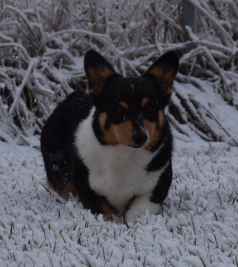 A black and white dog is laying in the snow