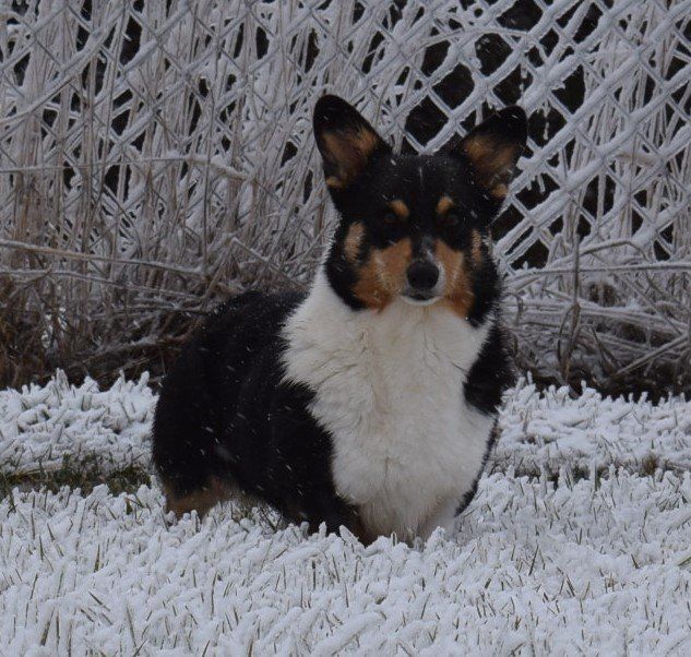 A black and white dog is standing in the snow
