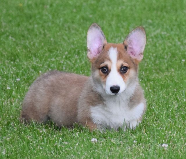 PEMBROKE WELSH CORGI DOGS CATS PETS Embroidery Embroidered