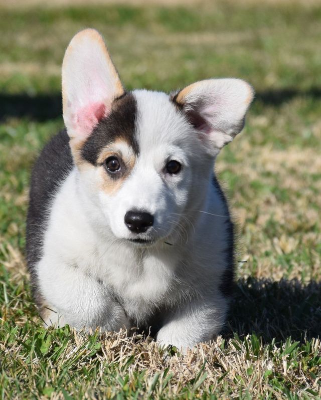 Toysmith Epic Puppies - Corgi