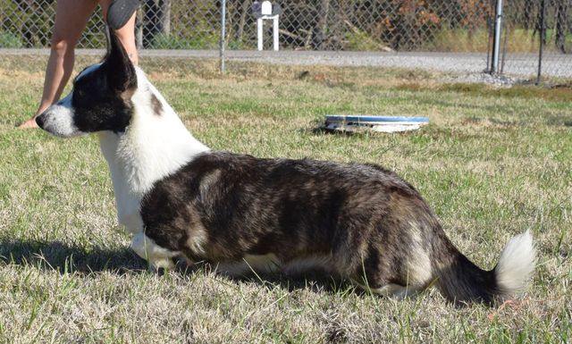Caroline Treasures Welsh Corgi Cardigan di Natale da Stampa