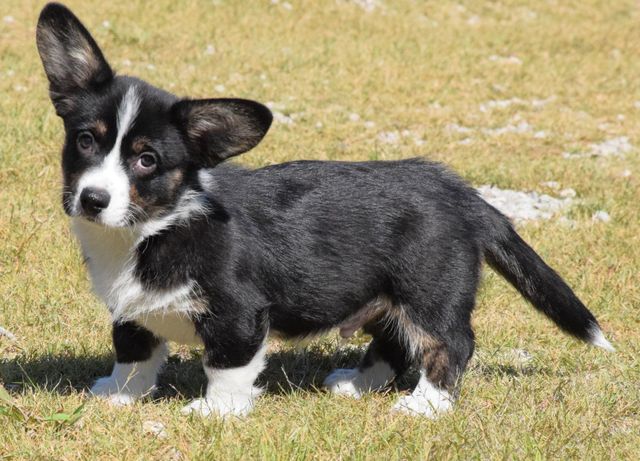 Corgi Puppies for Sale | F&M Corgis | Kansas