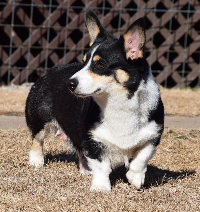 Corgi Puppies | F&M Corgis