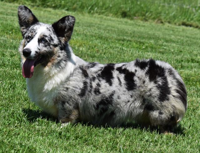 Corgi Puppies | F&M Corgis | Anywhere