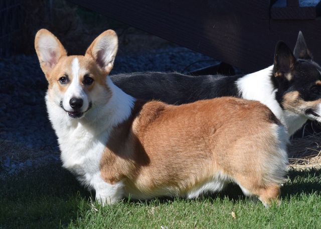 Corgi Breeder | F&M Corgis