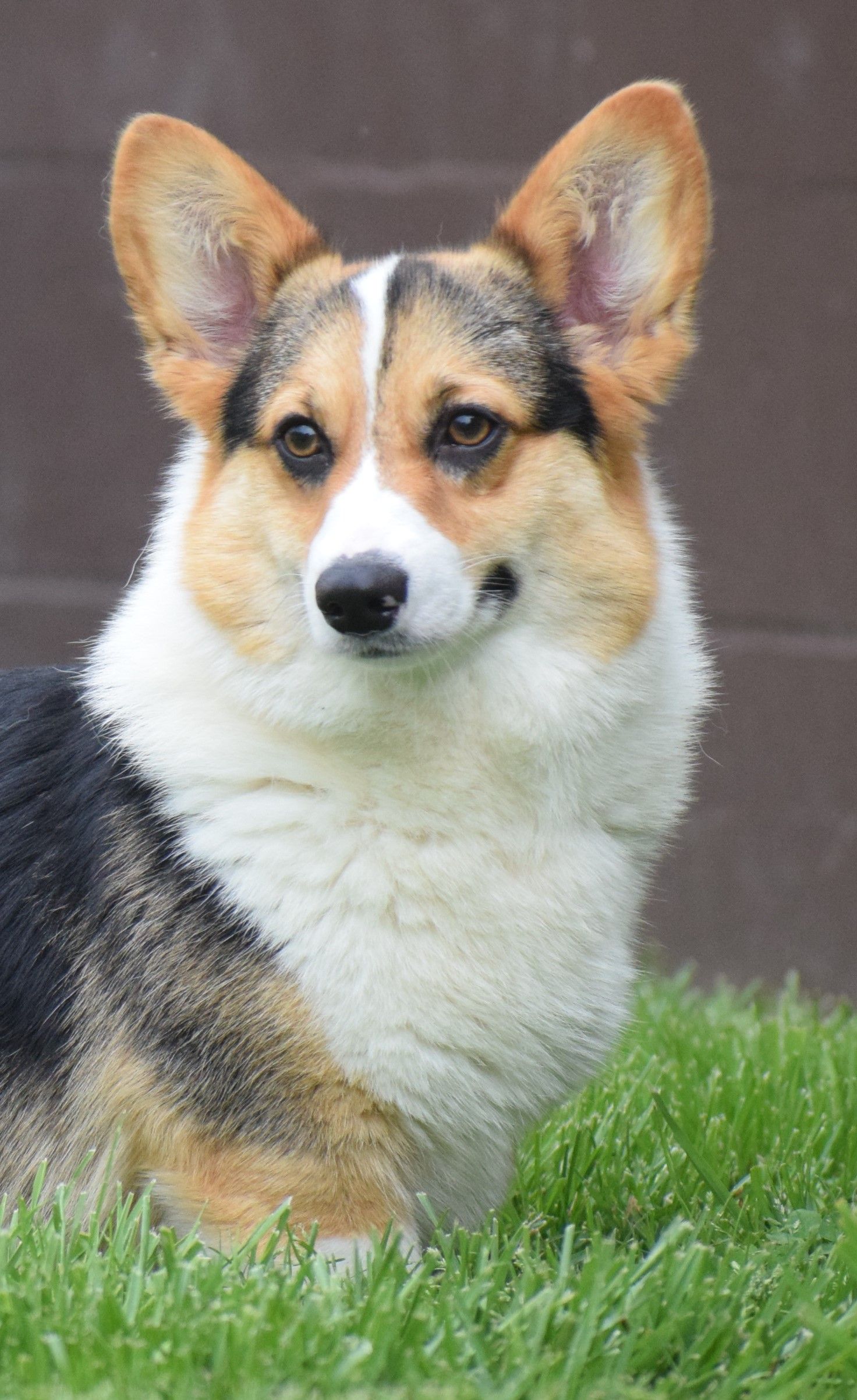 A brown and white dog is laying in the grass and looking at the camera.