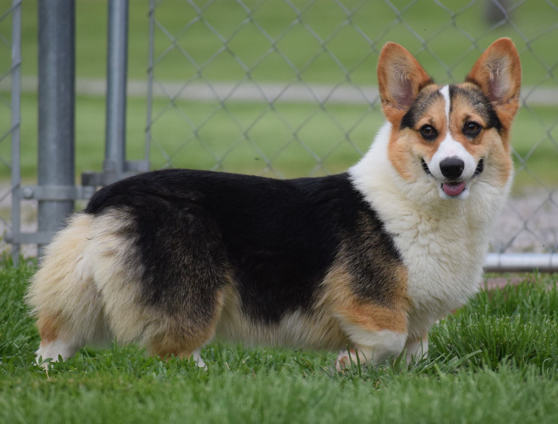 A black and white corgi dog is standing in the grass in front of a chain link fence.