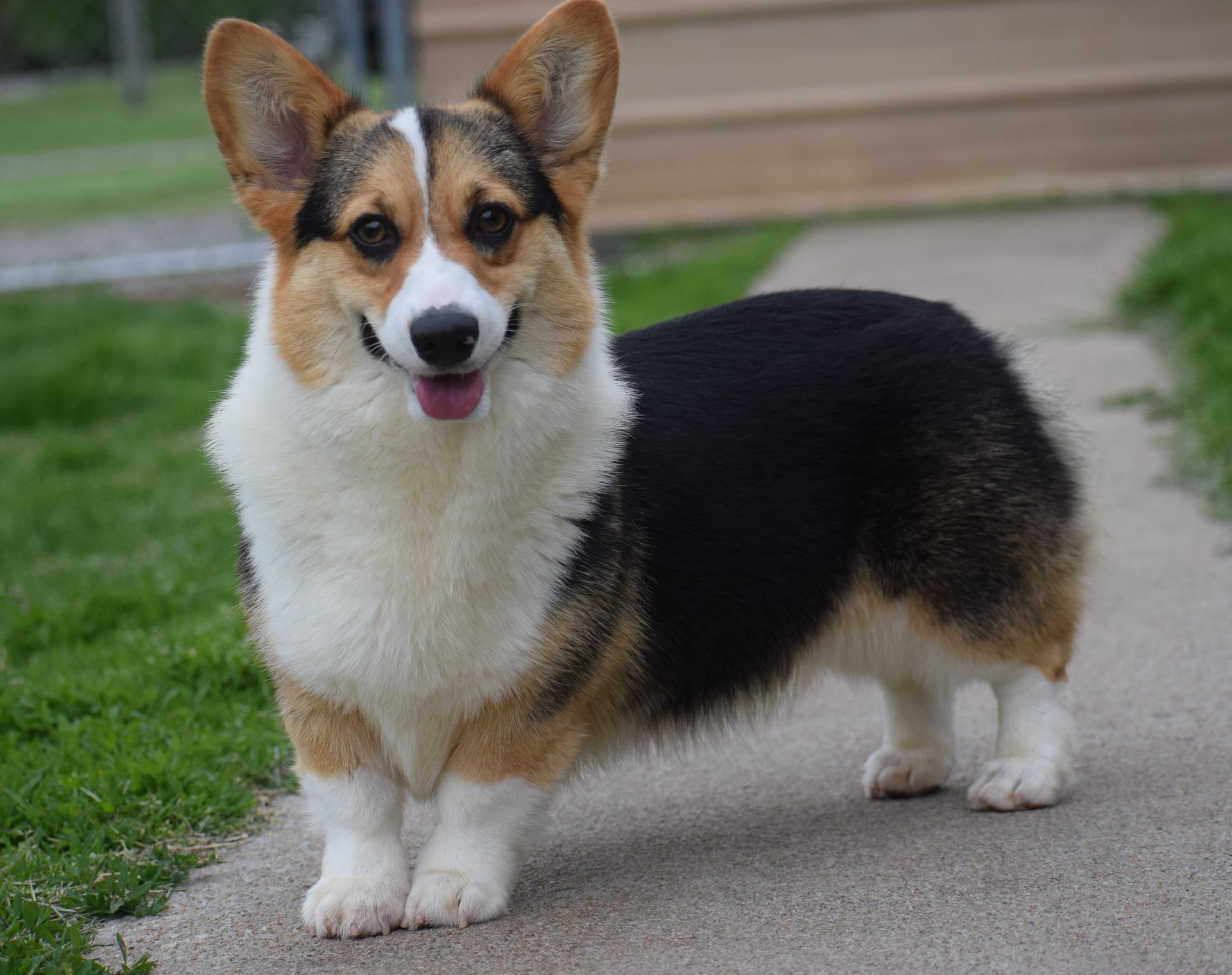A black and white corgi dog is standing on a sidewalk.