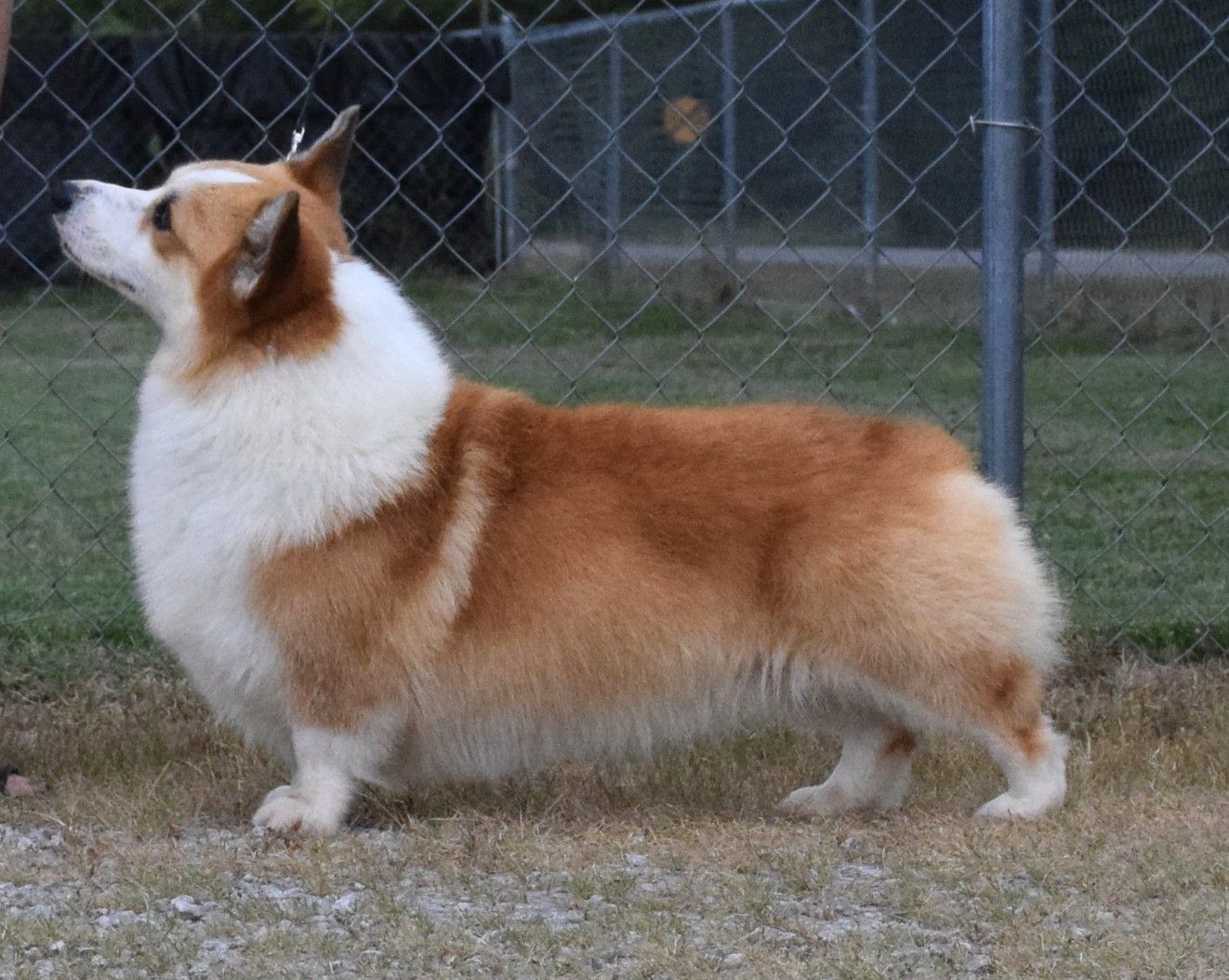 A brown and white dog is standing in the grass in front of a fence.