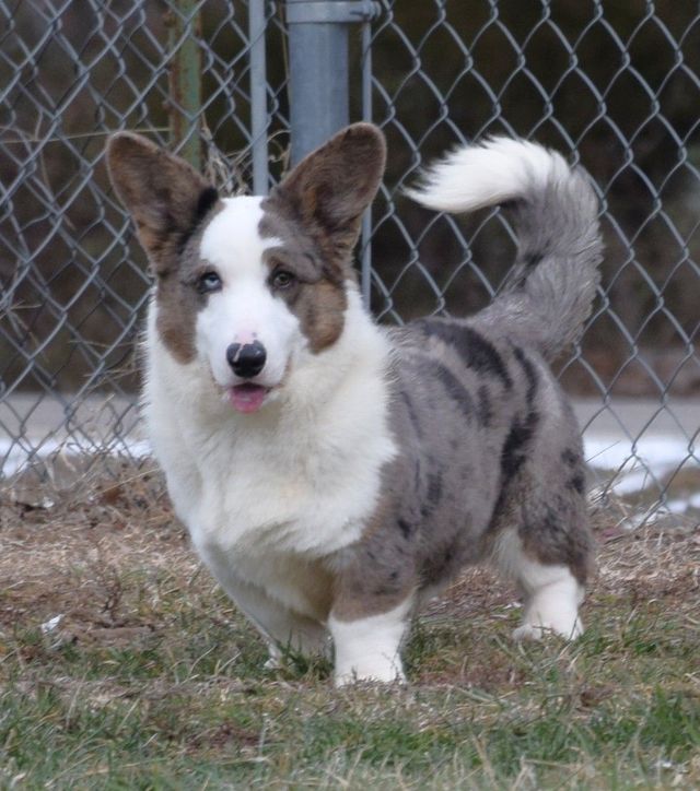 Cardigan welsh corgi puppies for sale discount