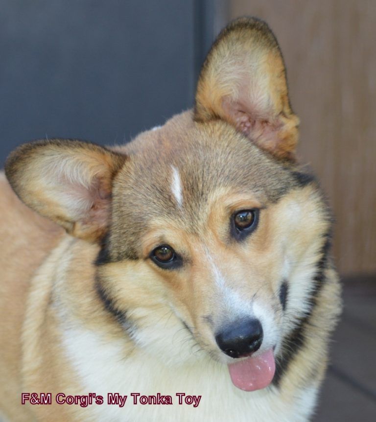 A close up of a brown and white dog with its tongue out