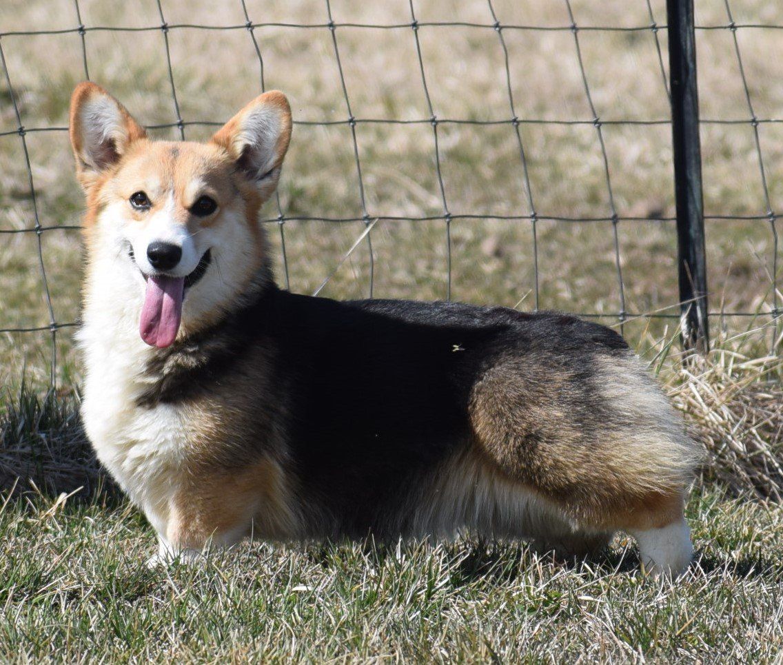 A brown and white dog with its tongue hanging out is standing in the grass in front of a fence.