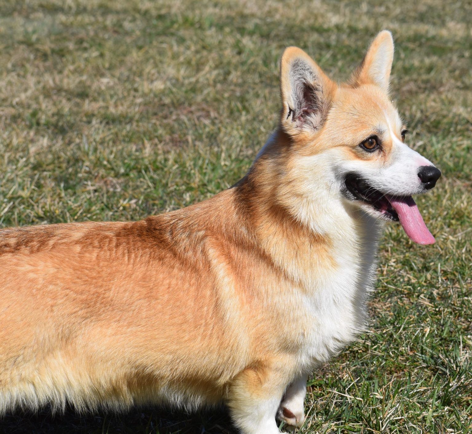 F&M's Princess Fiona | F&M Corgis