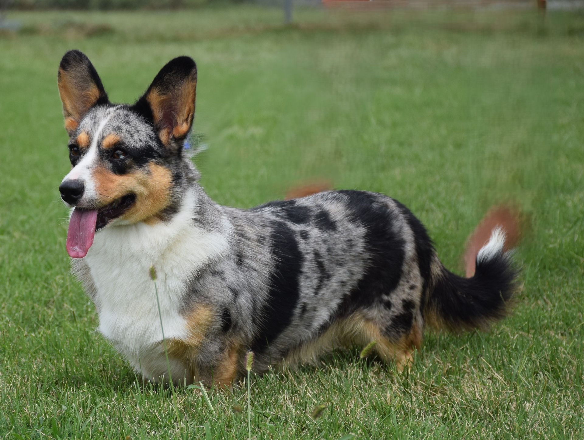 A corgi dog is standing in the grass with its tongue hanging out.
