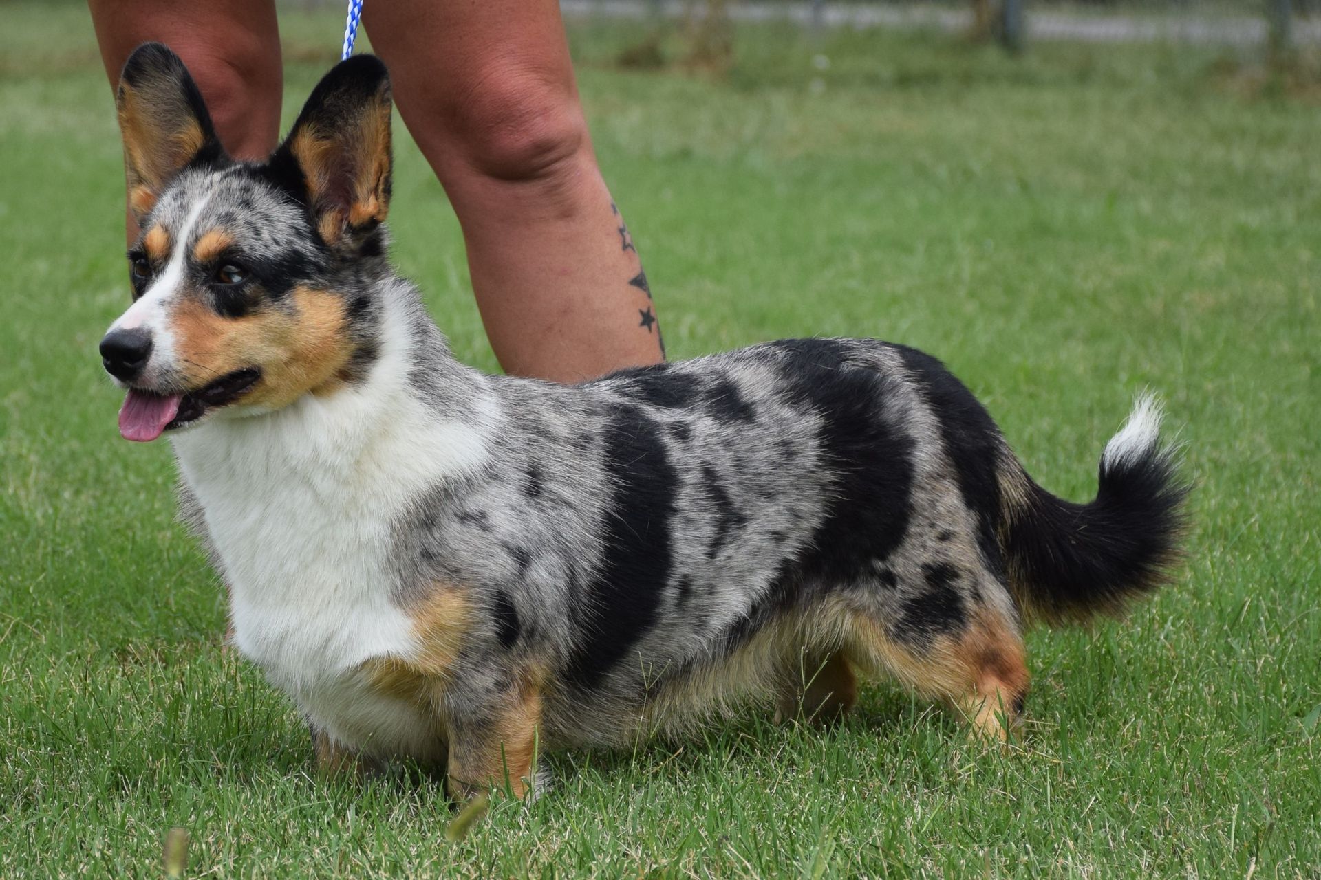 A black and white dog is standing in the grass next to a person.