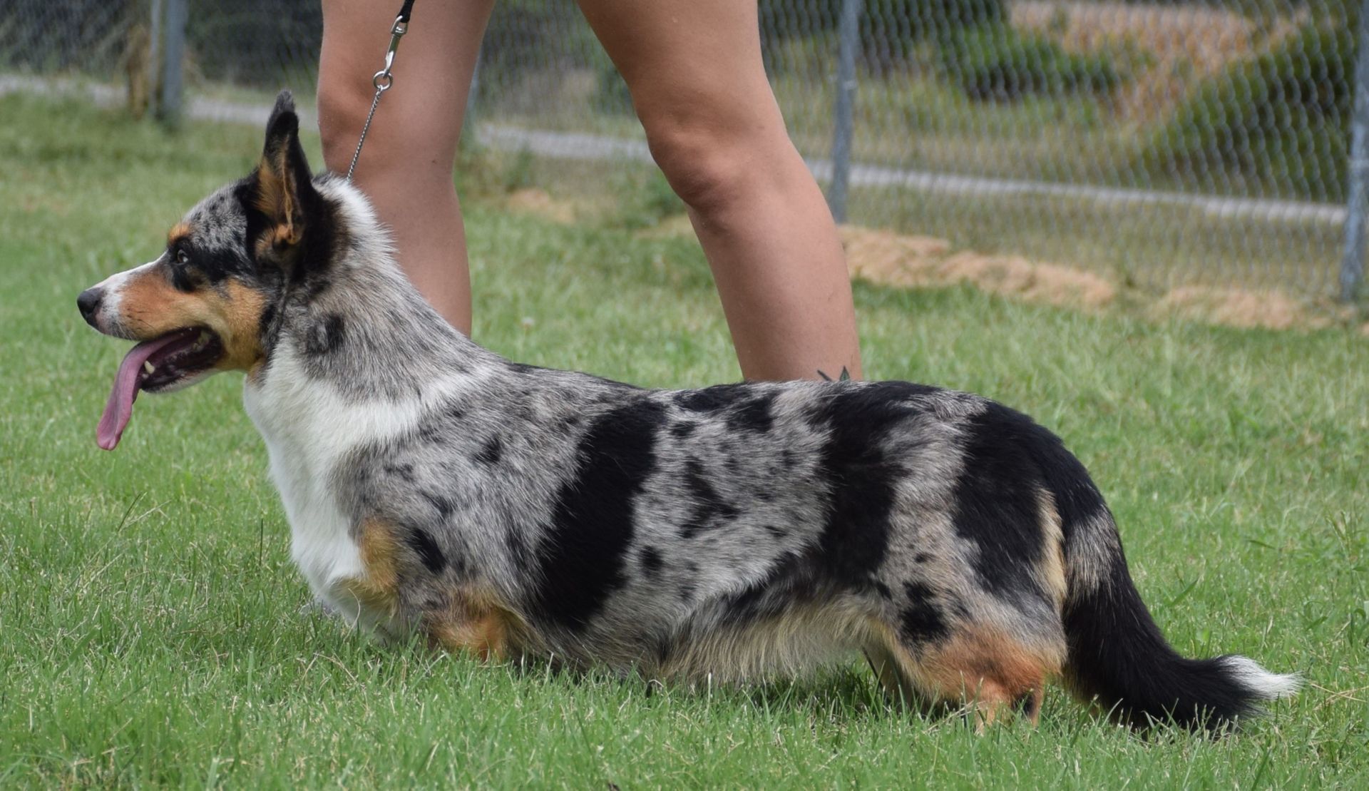 A dog is standing in the grass next to a person on a leash.