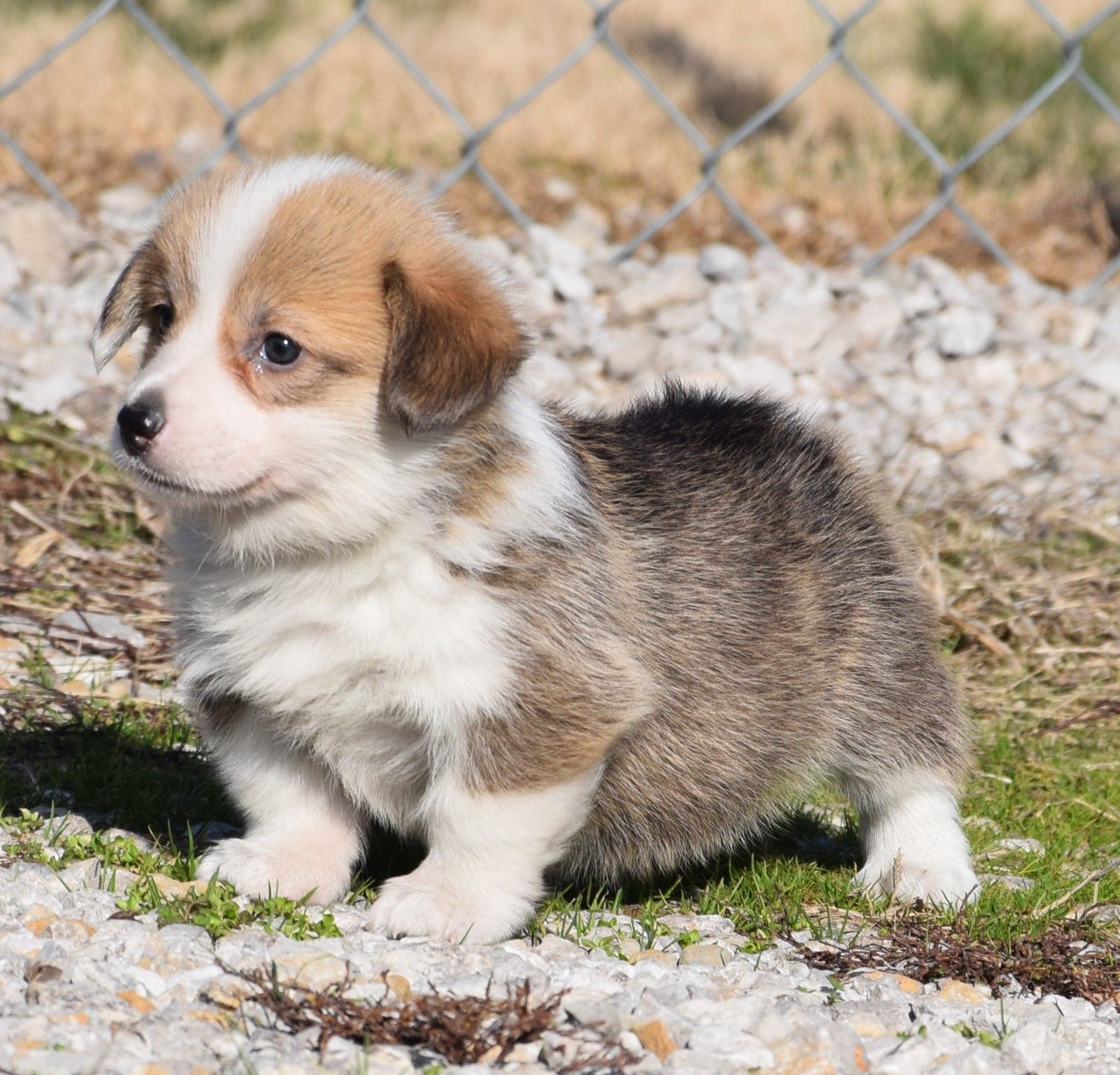 Begin your journey with corgi puppies the right way. Learn the basics of care, training, and bonding