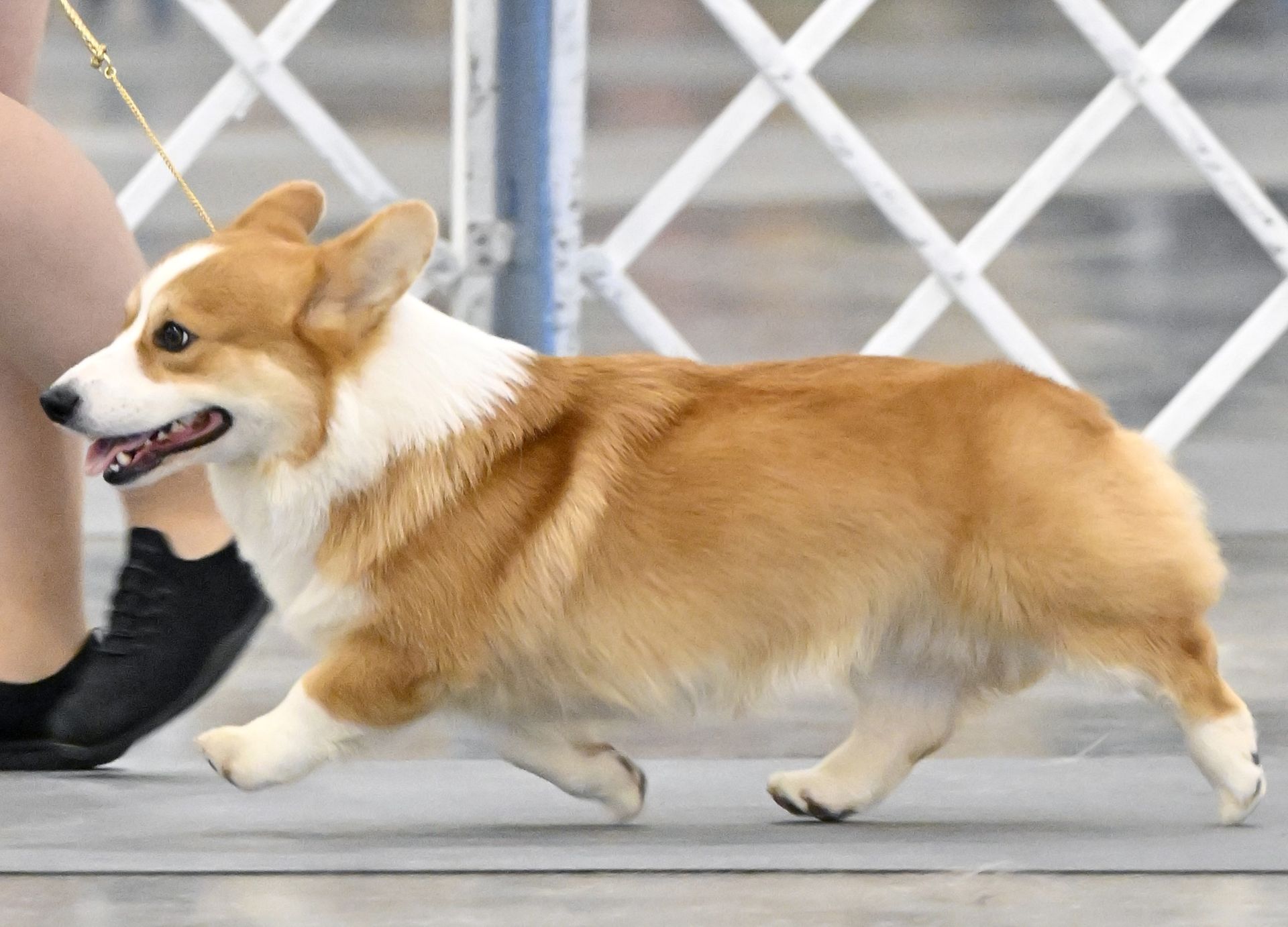A brown and white corgi dog is running next to a person on a leash.