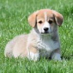 Corgi puppy in a field of green grass.