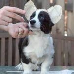 A Pembroke Welsh Corgi puppy with his ears taped.