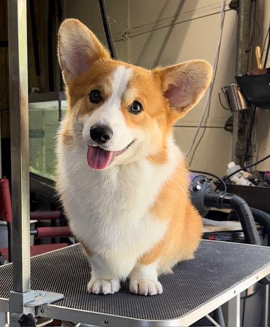 A brown and white dog is sitting on a grooming table with its tongue hanging out.