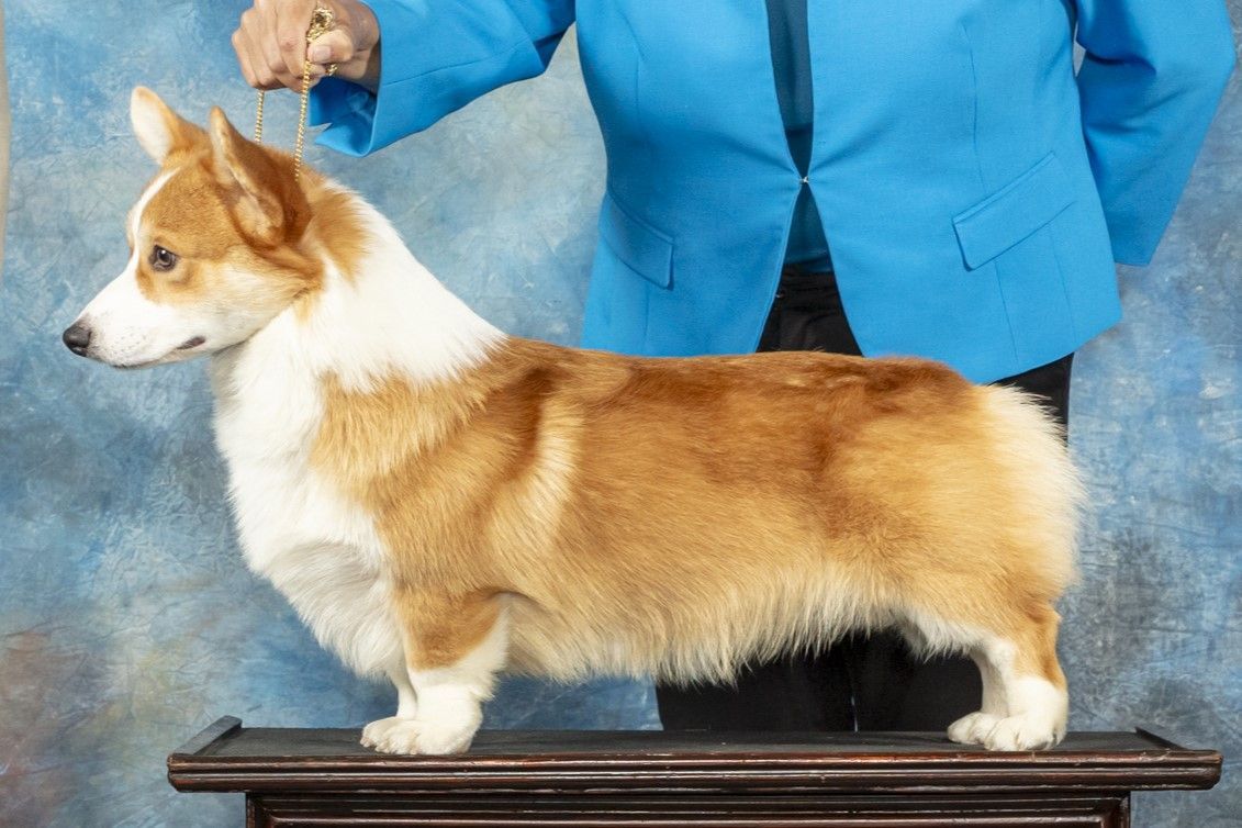 Corgi Puppies | F&M Corgis