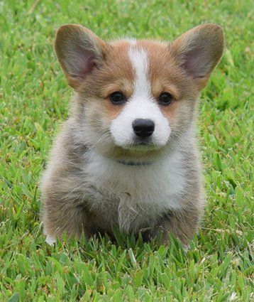 Pembroke and Cardigan Welsh Corgis | F&M Corgis