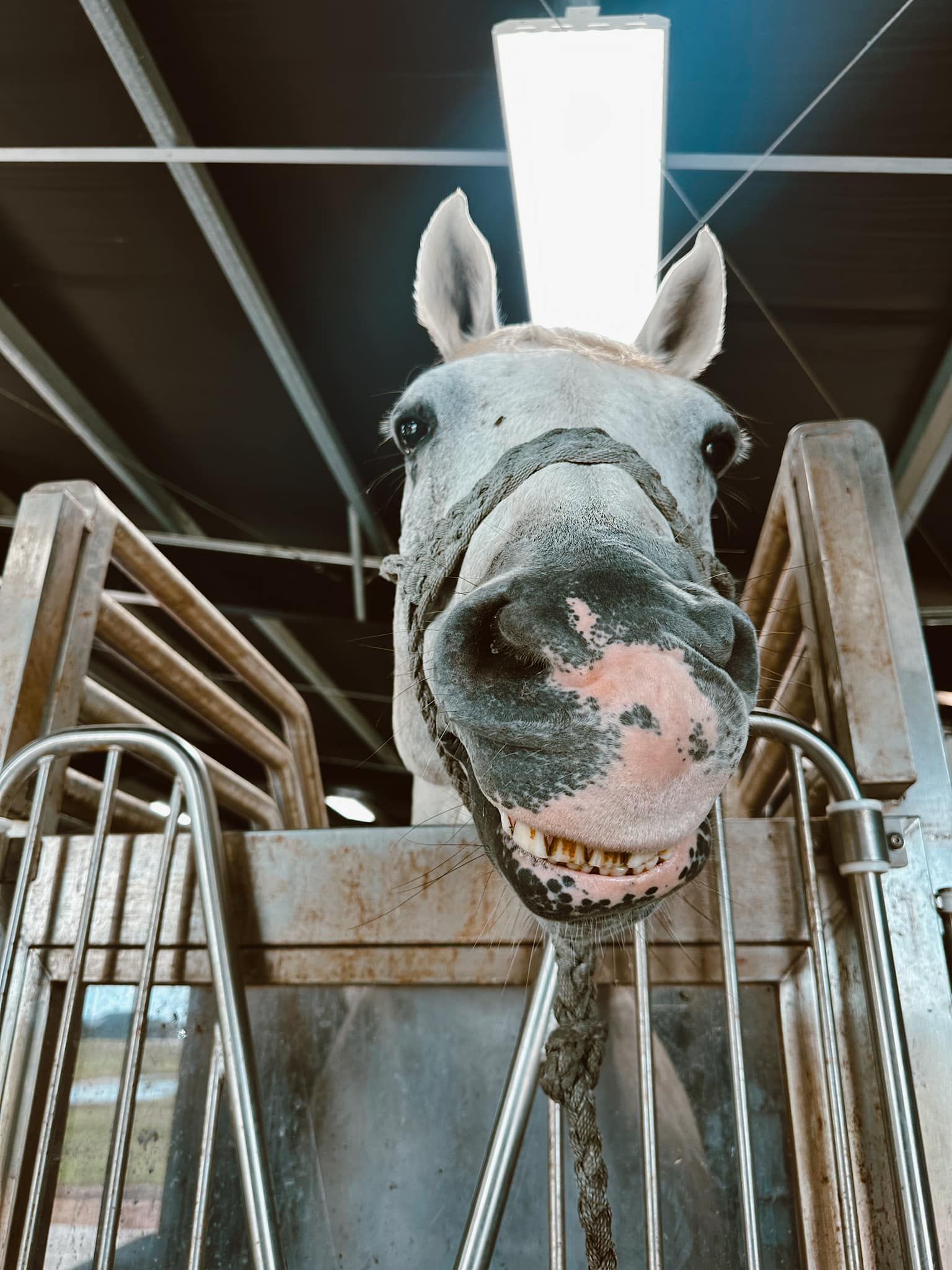 A horse is standing in a cage and looking at the camera.