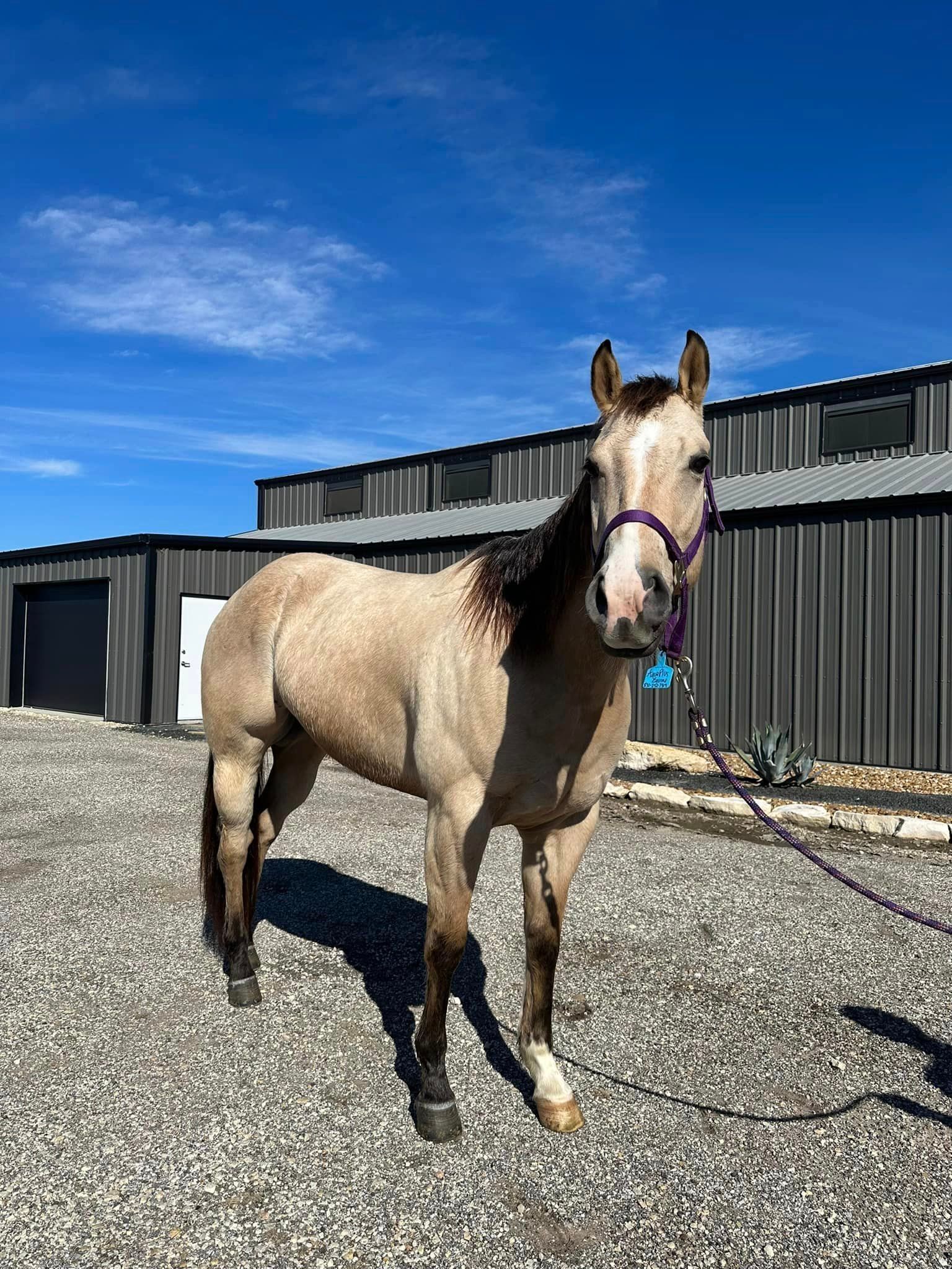 A horse is standing in a gravel area in front of a building.