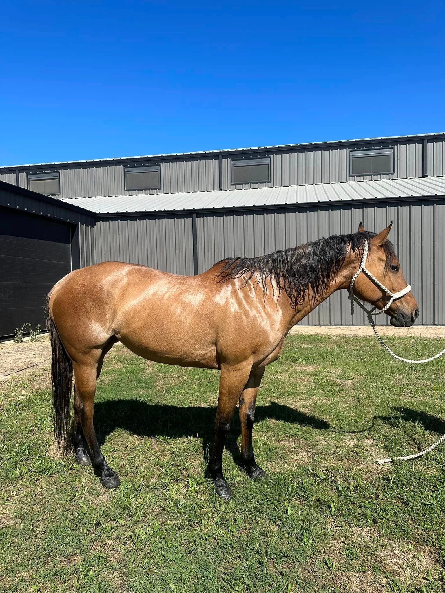 A brown horse is standing in a grassy field in front of a building.