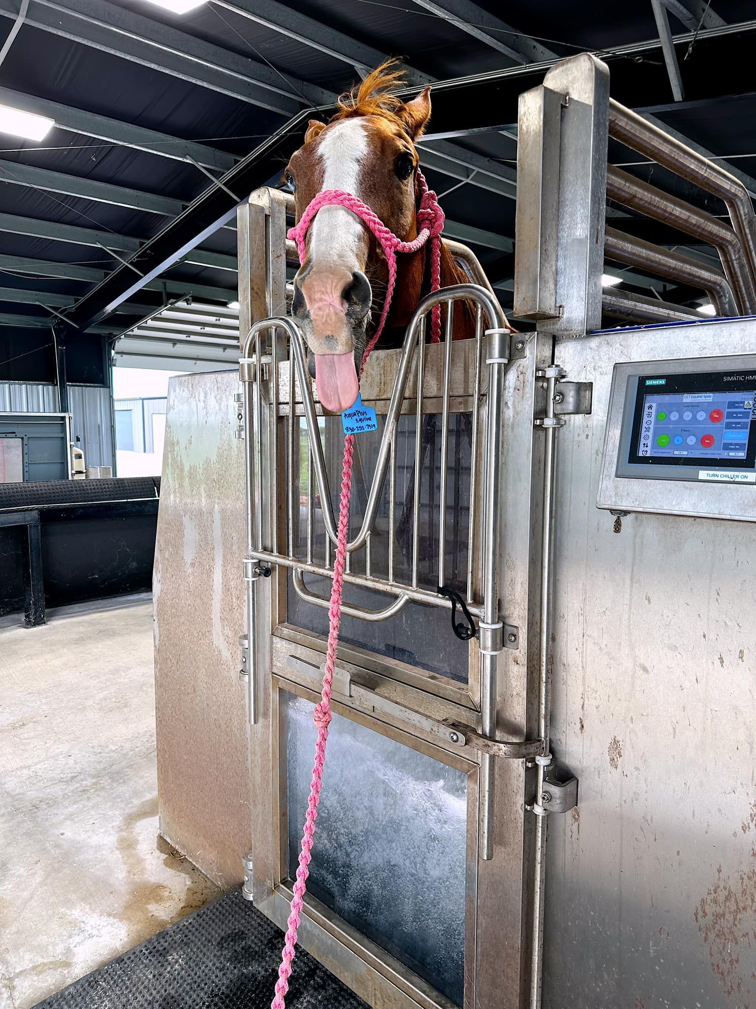 A horse is standing in a cage with a pink rope around its neck.