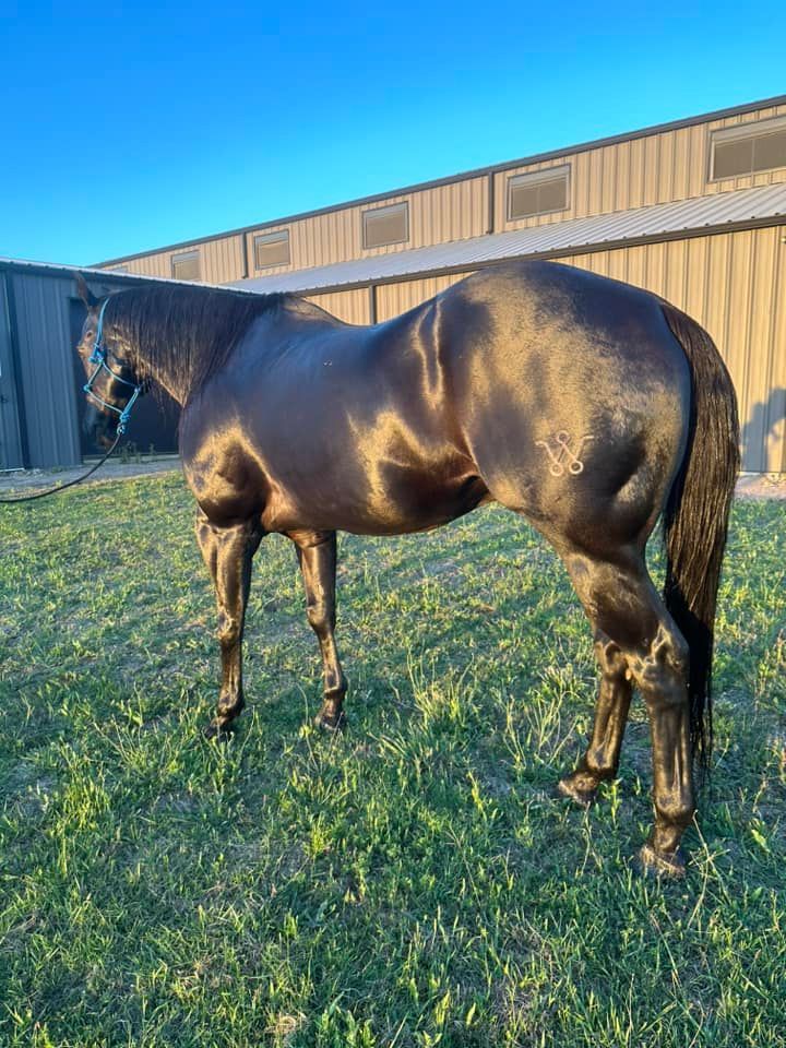 A black horse is standing in a grassy field in front of a building.