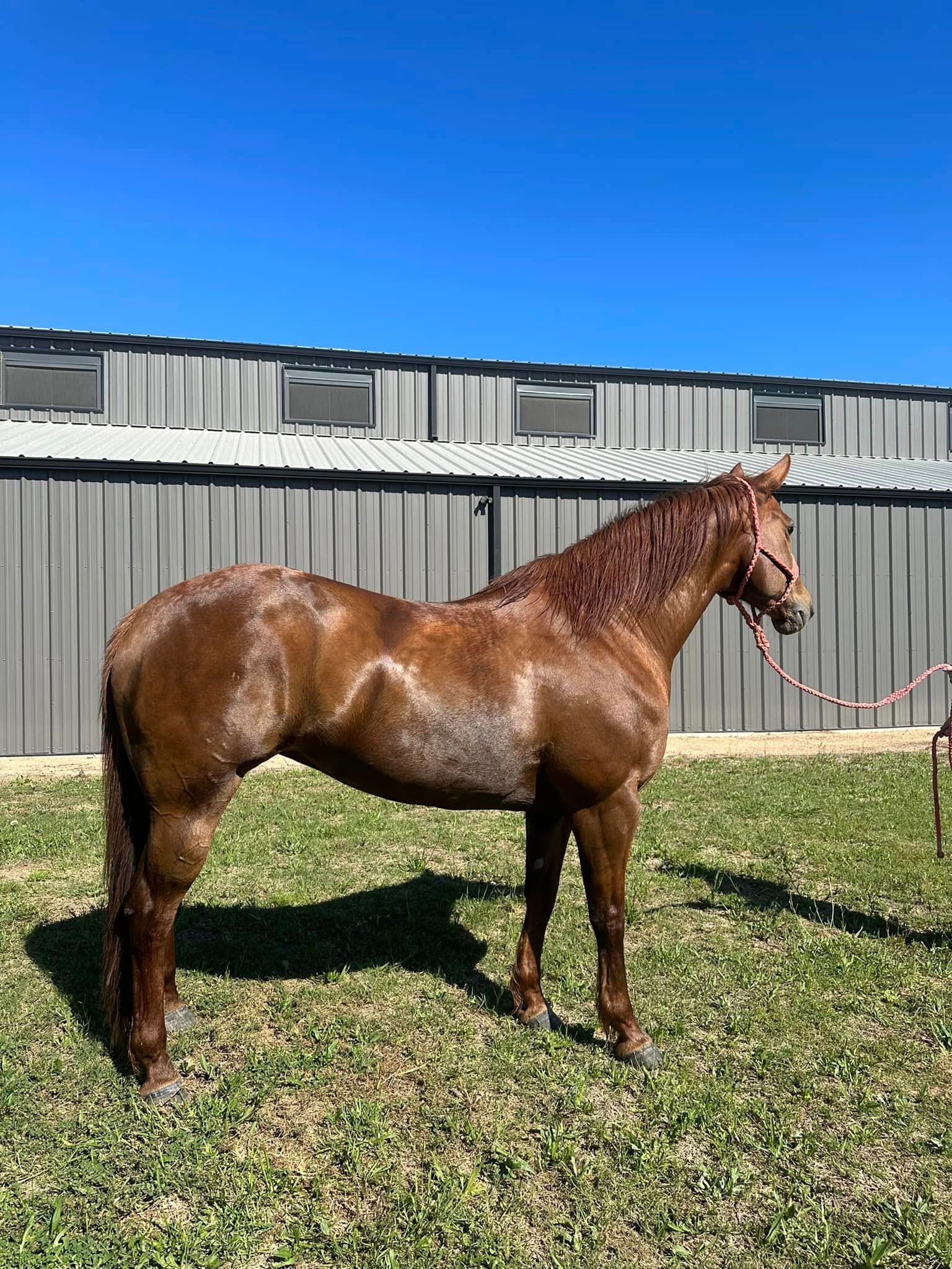 A brown horse is standing in a grassy field in front of a building.