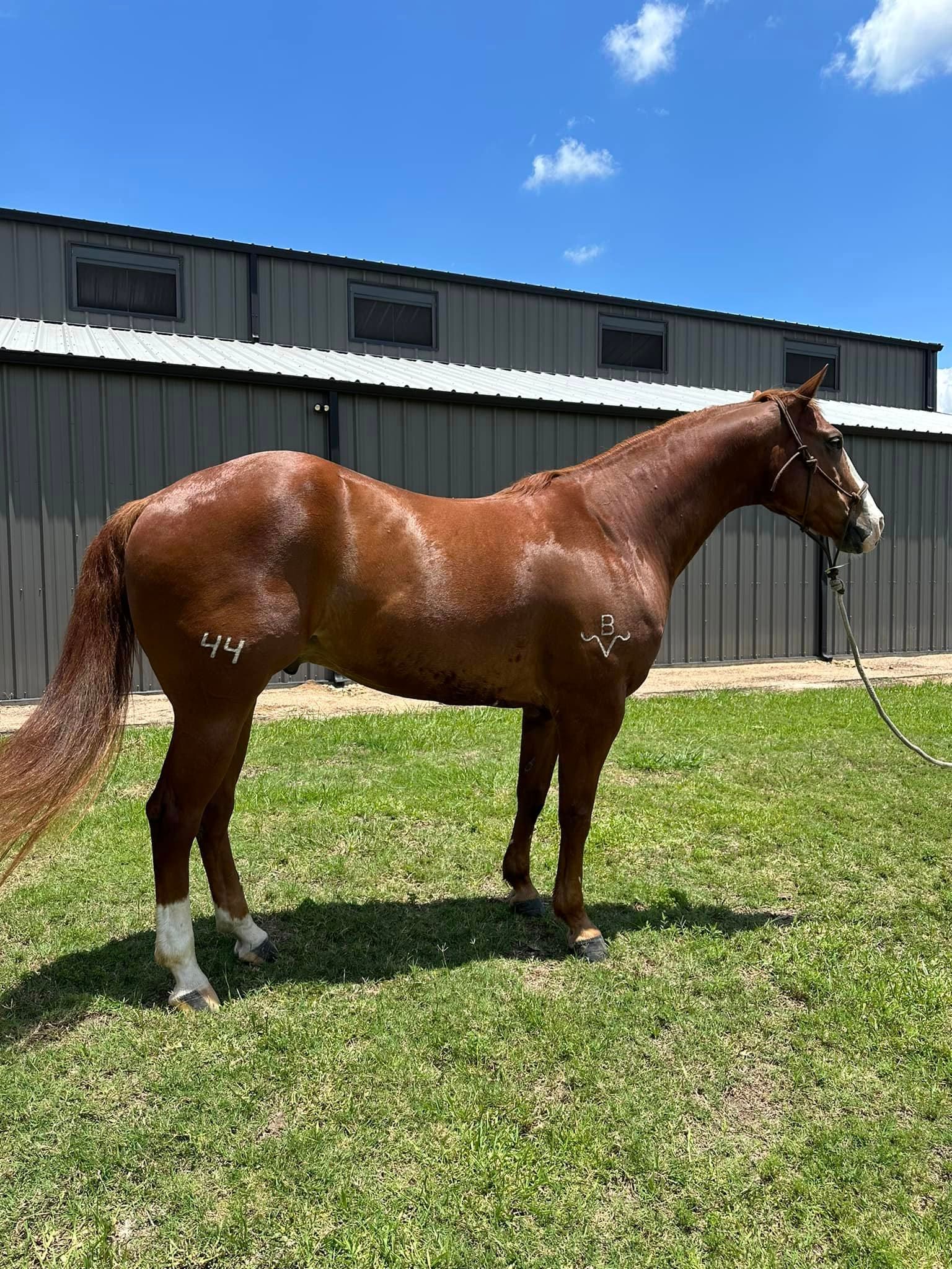 A brown horse is standing in a grassy field in front of a building.
