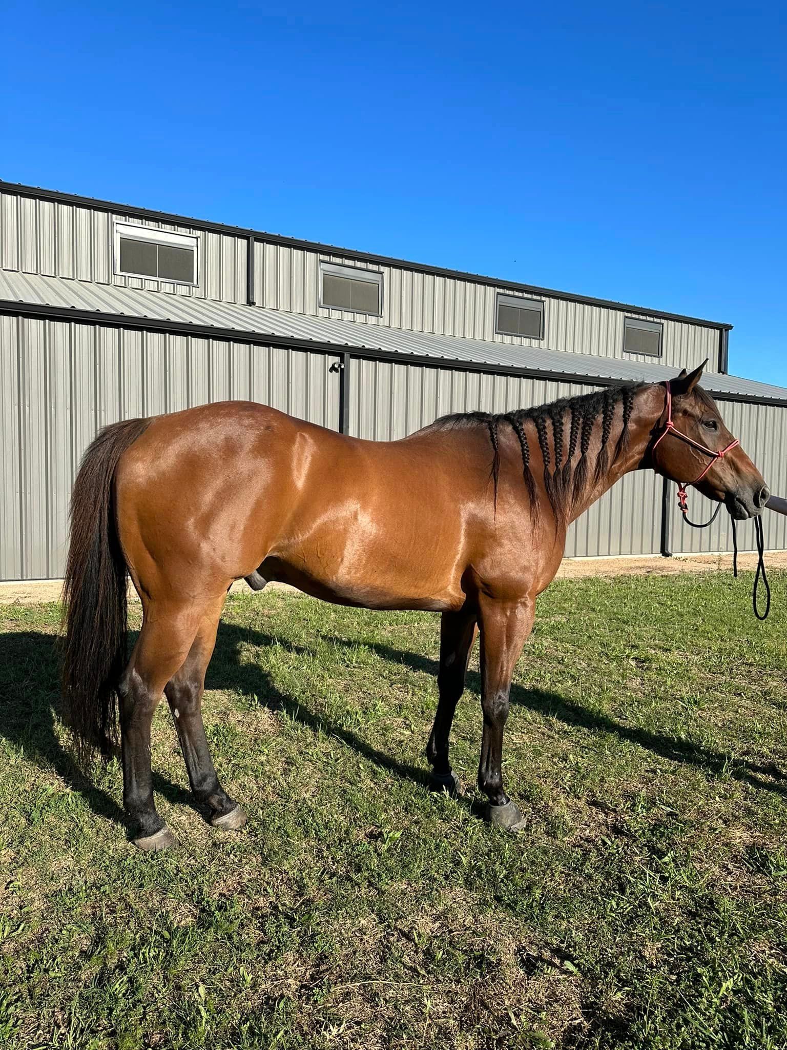 A brown horse is standing in a grassy field in front of a building.