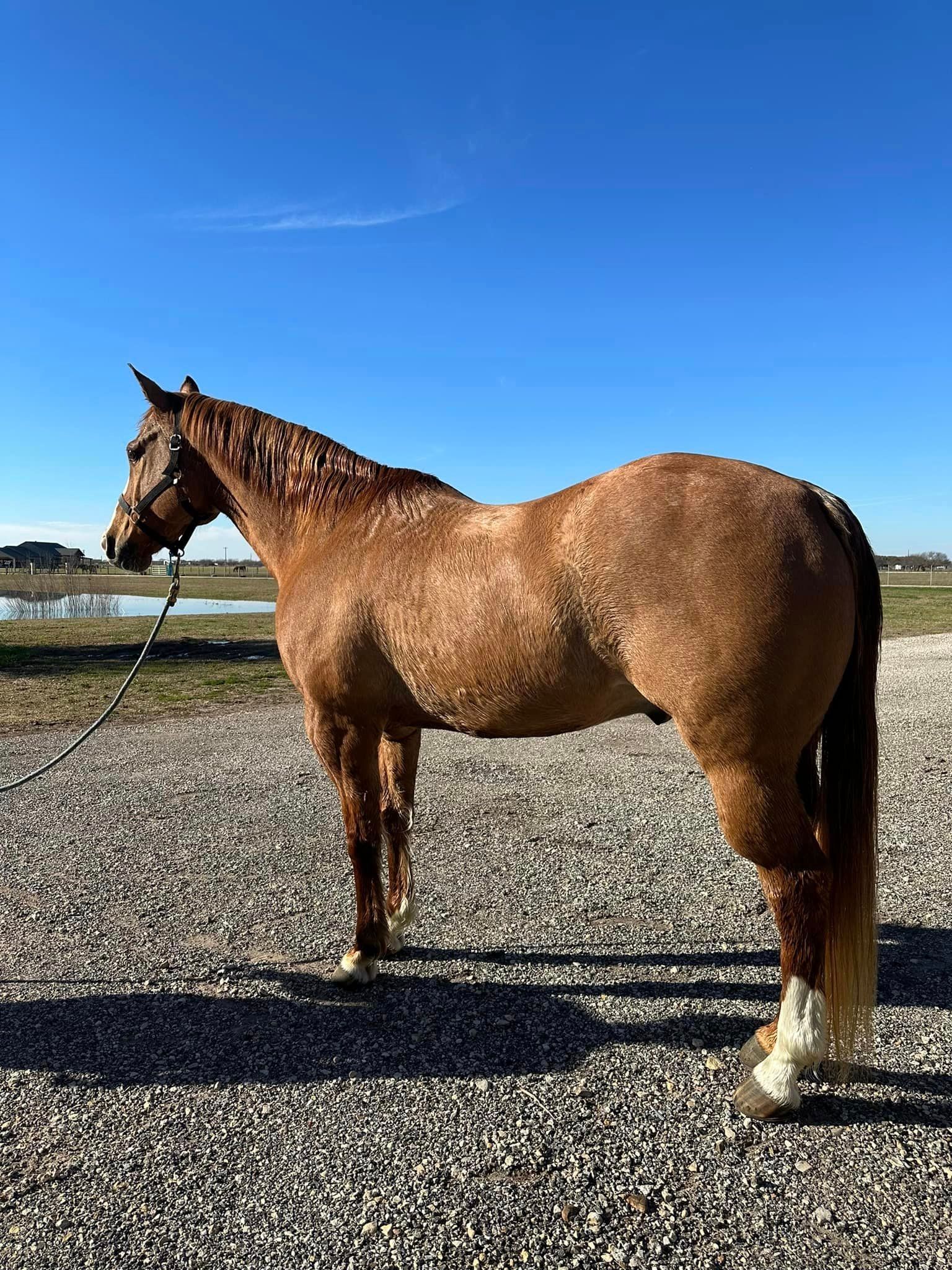 A brown horse is standing on a gravel road.