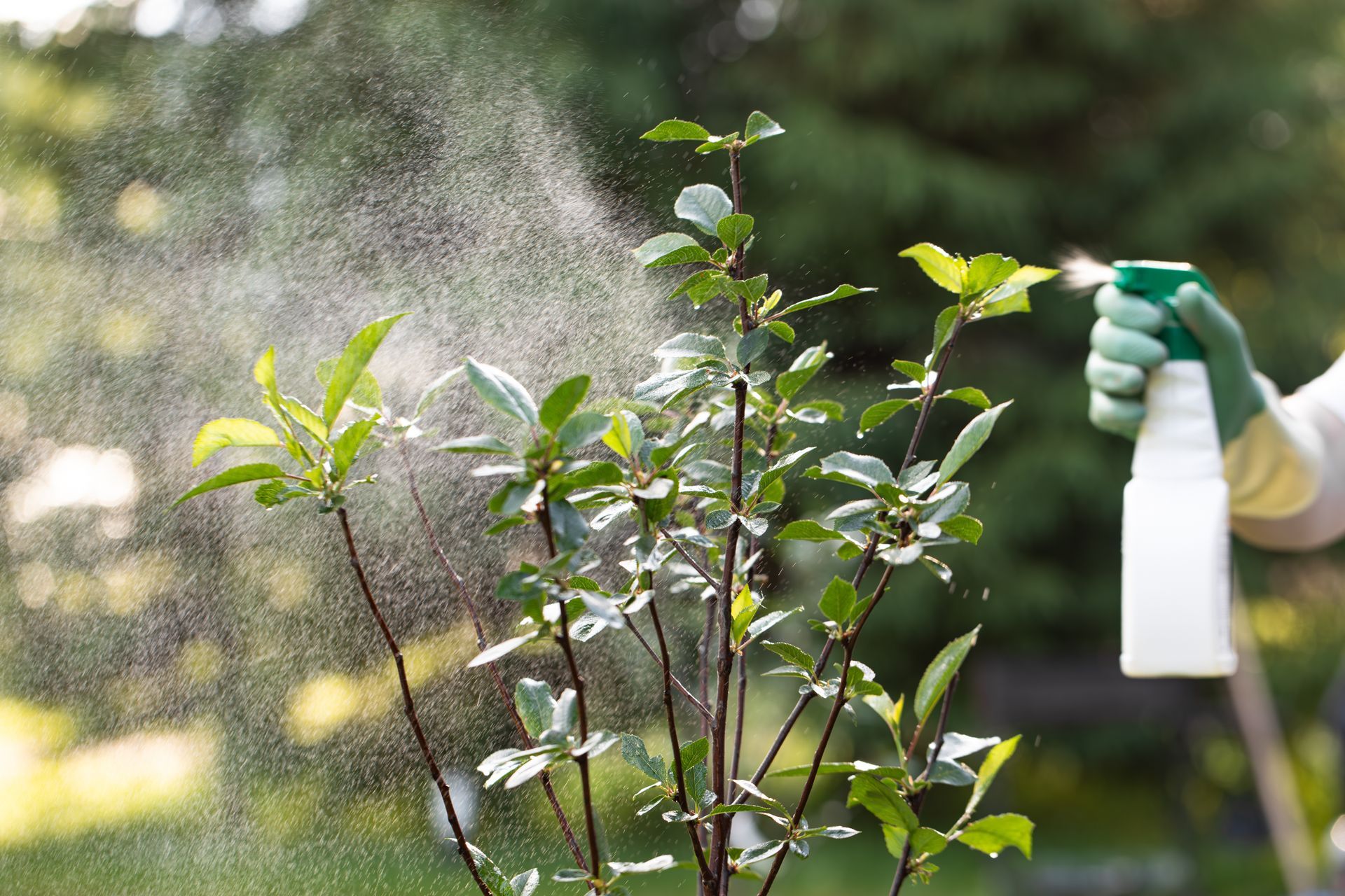 Residential Tree Services
